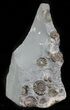Ammonite (Promicroceras) Cluster - Somerset, England #63500-2